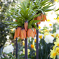Kaiserkrone 'Rubra' - Blumenzwiebel