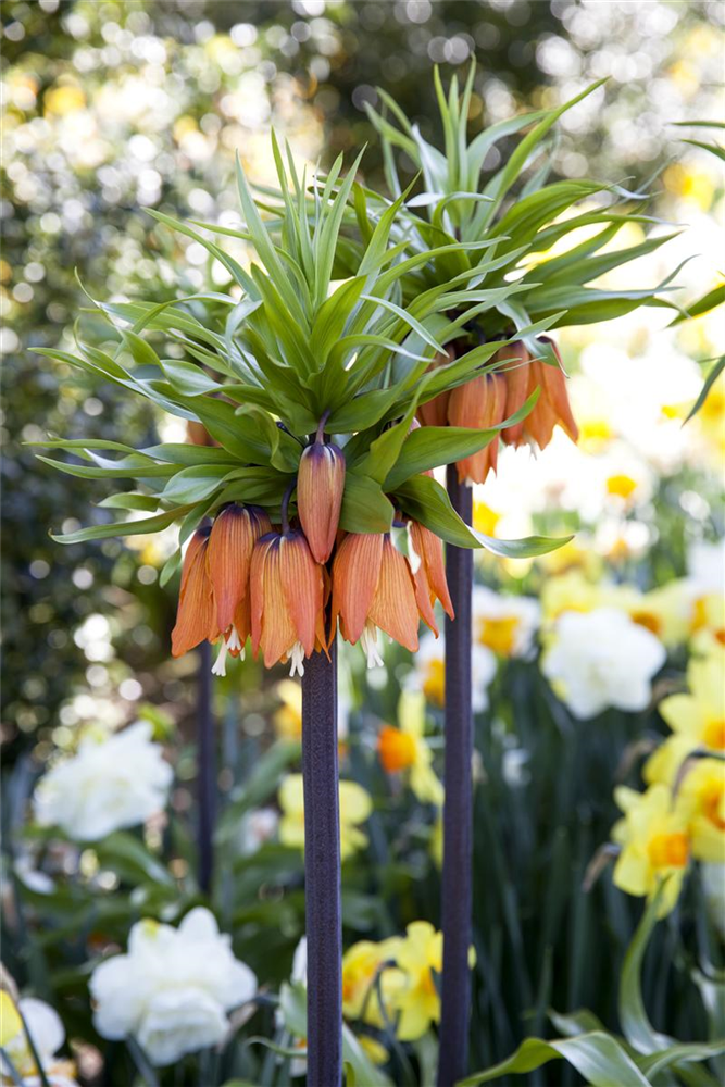 Kaiserkrone 'Rubra' - Blumenzwiebel