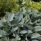 Hosta x tardiana 'Halcyon'