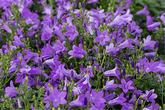 Campanula portenschlagiana 'Birch'