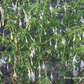 Garten-Fuchsie
