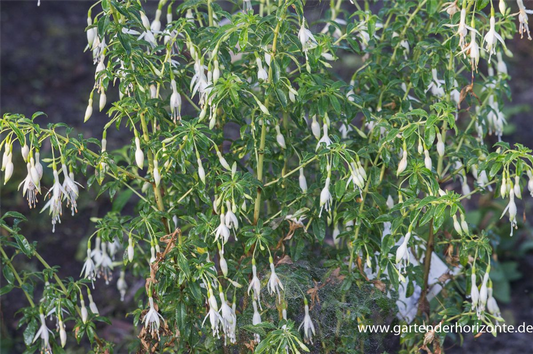 Garten-Fuchsie