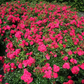 Bodendeckerrose 'Gärtnerfreude'®