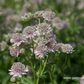Astrantia major 'Florence'  -R-