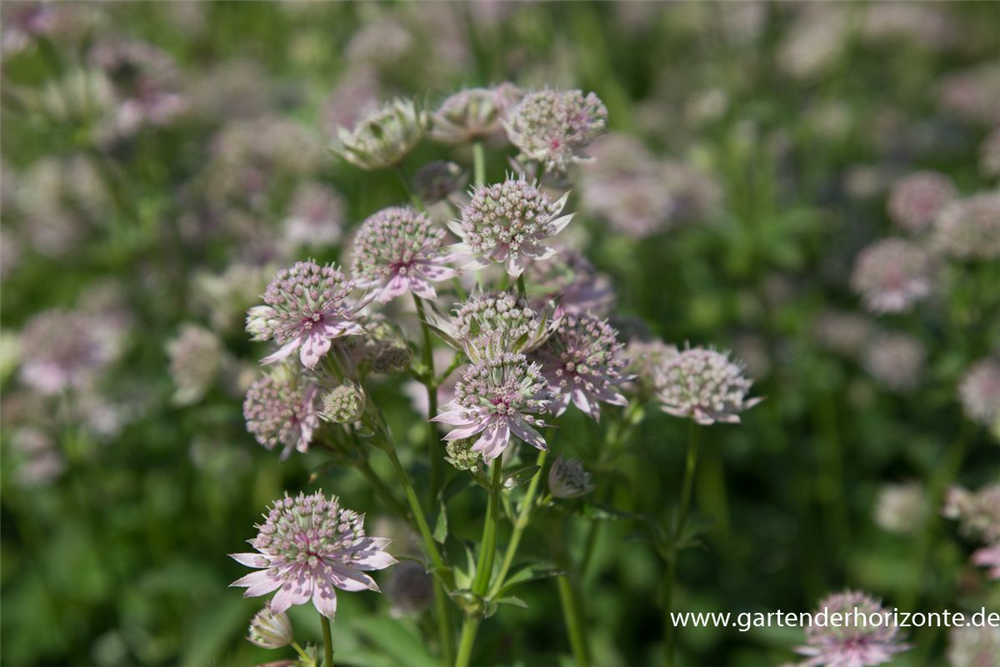 Astrantia major 'Florence'  -R-