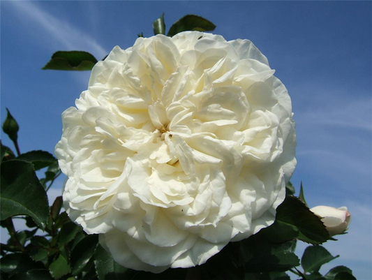 Strauchrosen 'White Meidiland'®