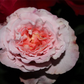 Edelrose 'Augusta Luise'®
