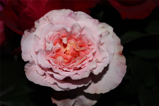 Edelrose 'Augusta Luise'®