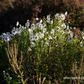 Herbstmargerite