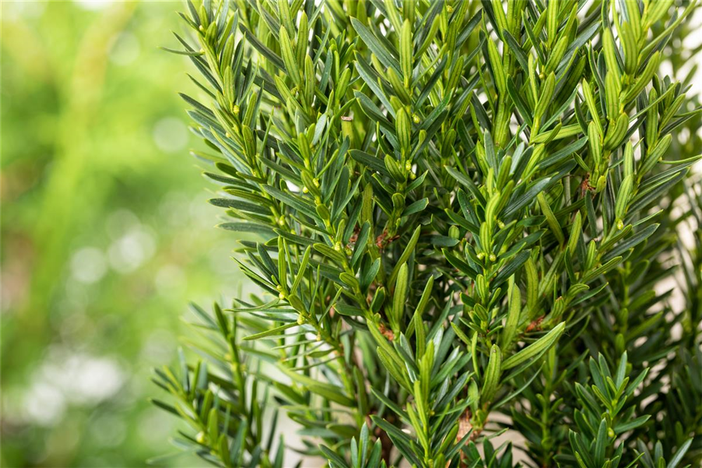 Eibe 'Hillii'