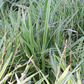 Carex foliosissima 'Icedance'