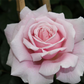 Edelrose 'Frederic Mistral'®