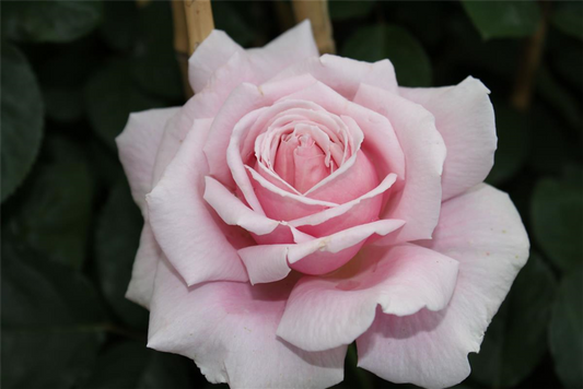 Edelrose 'Frederic Mistral'®