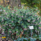 Fuchsie