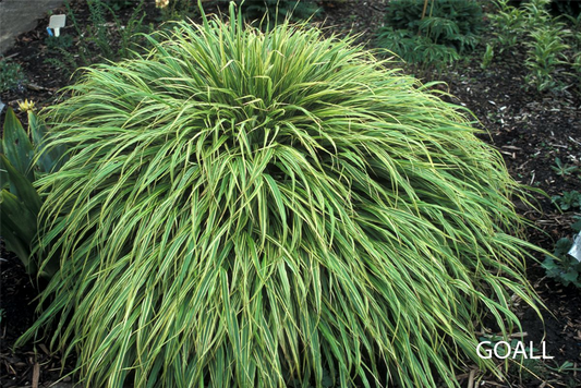 Garten-Ziergras 'Albostriata'