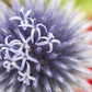 Kugeldistel