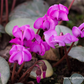 Cyclamen coum