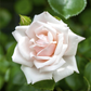 Kletterrose 'New Dawn'