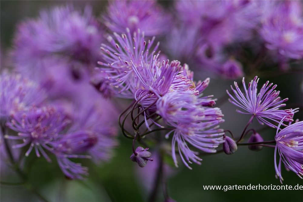Akeleiblättrige Wiesenraute 'Black Stockings'
