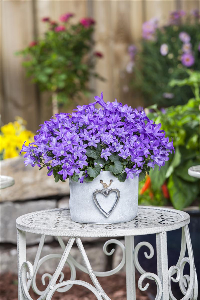 Campanula poscharskyana