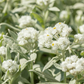 Großes Garten-Perlkörbchen 'Neuschnee'