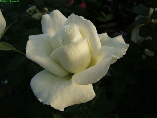 Edelrose 'Roy Black'®