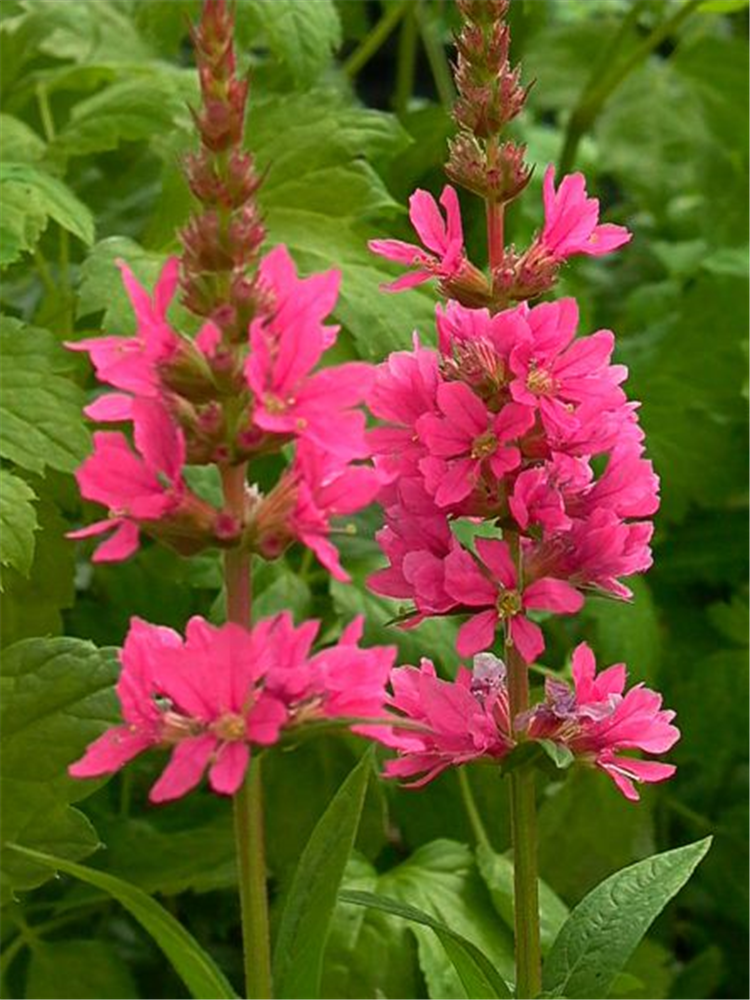Garten-Blut-Weiderich 'Robin'