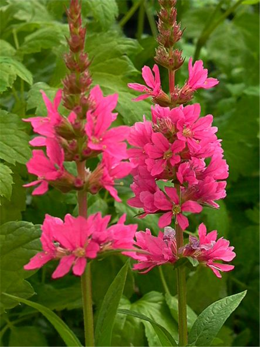 Garten-Blut-Weiderich 'Robin'