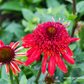 Garten-Scheinsonnenhut 'Eccentric'®