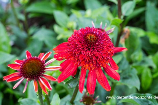 Garten-Scheinsonnenhut 'Eccentric'®