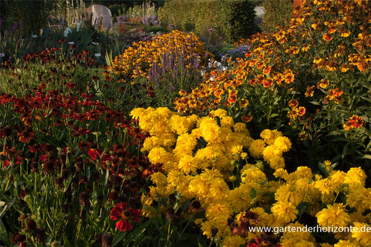 Geschlitztblättriger Sonnenhut 'Goldquelle'