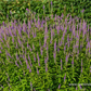 Garten-Kandelaberehrenpreis 'Fascination'