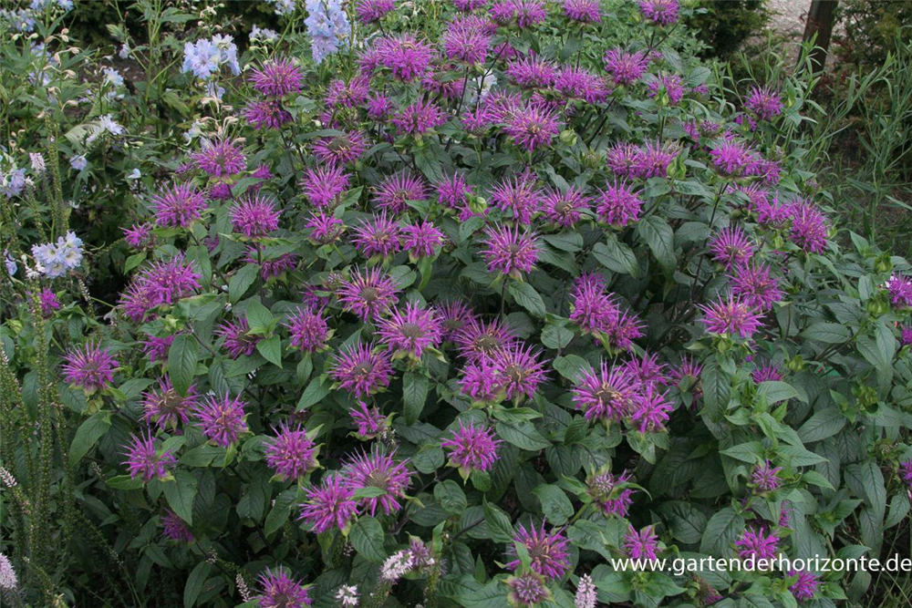 Garten-Indianernessel 'Blaustrumpf'