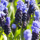 Breitblättrige Traubenhyazinthe - 10 Blumenzwiebeln
