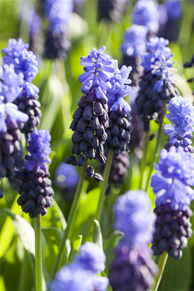 Breitblättrige Traubenhyazinthe - 10 Blumenzwiebeln