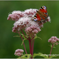 Eupatorium cannabinum