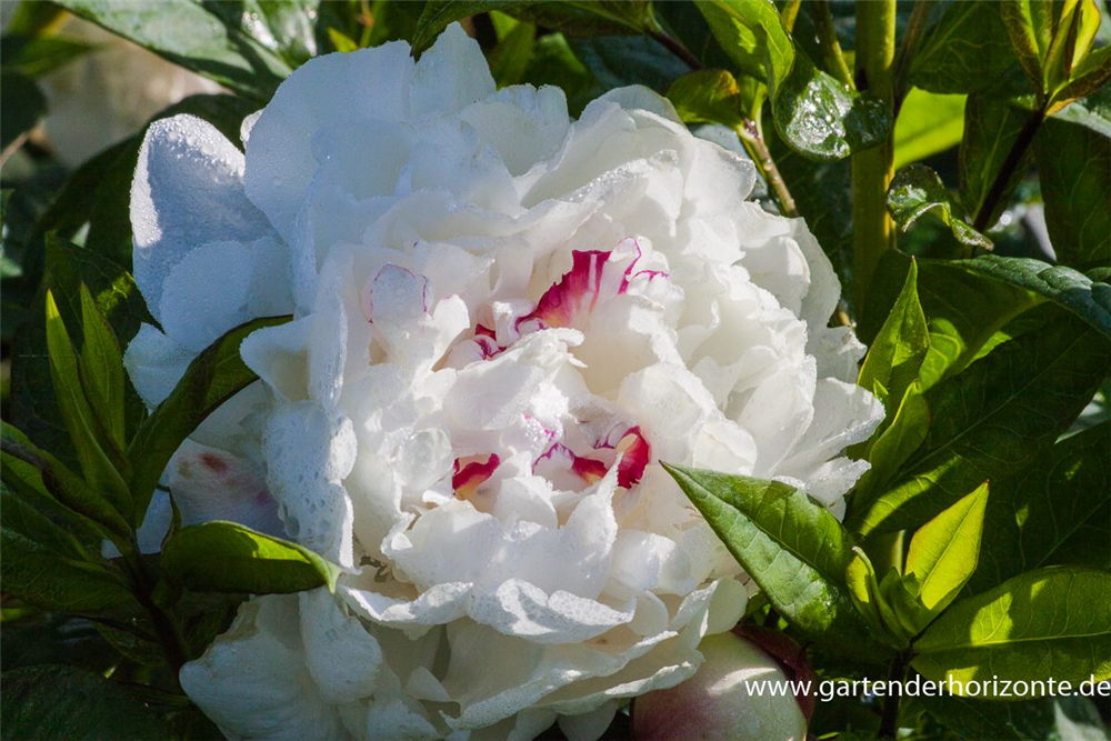 Garten-Pfingstrose 'Festiva Maxima'