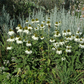 Garten-Scheinsonnenhut 'Alba'