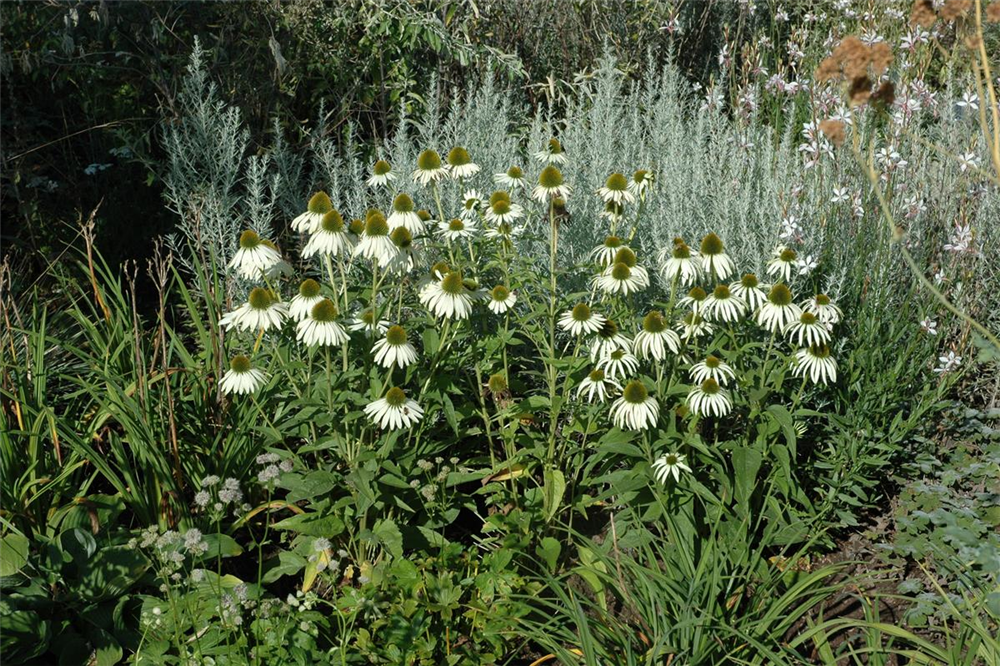 Garten-Scheinsonnenhut 'Alba'