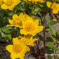 Caltha palustris
