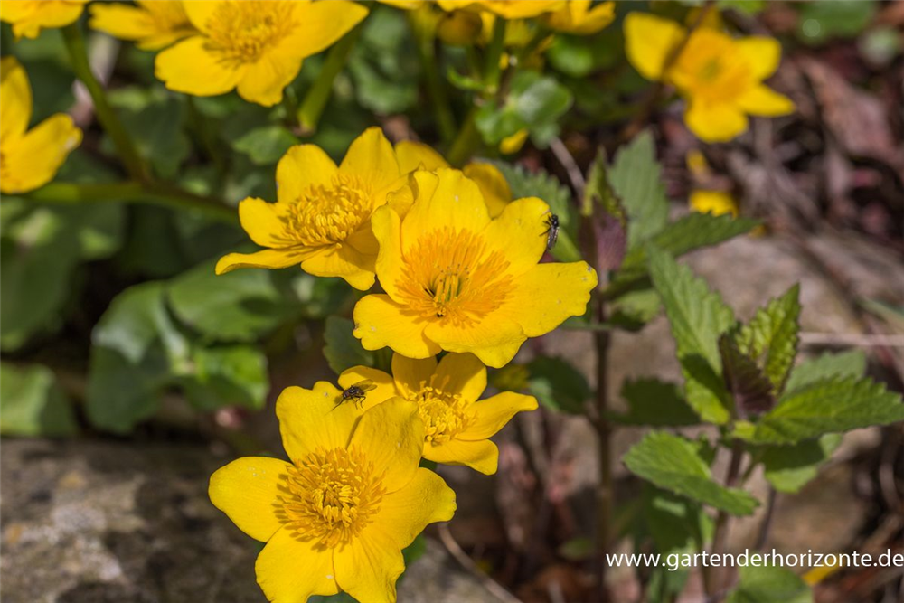 Caltha palustris