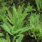 Flacher Filigranfarn 'Proliferum Herrenhausen'