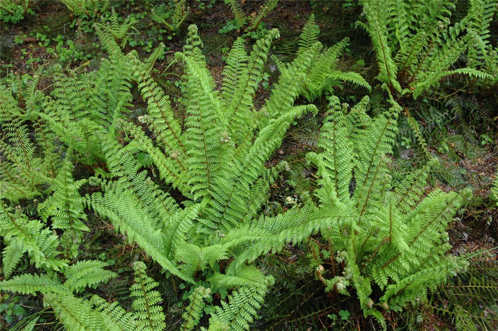 Flacher Filigranfarn 'Proliferum Herrenhausen'