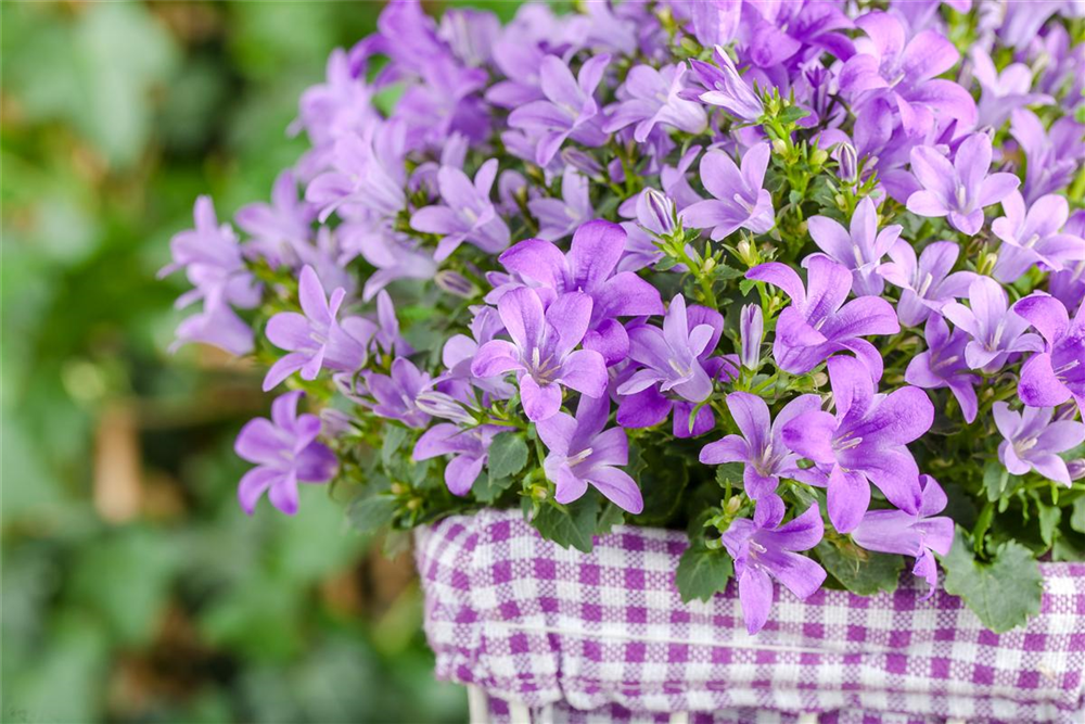Campanula poscharskyana