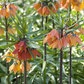 Kaiserkrone 'Rubra' - Blumenzwiebel