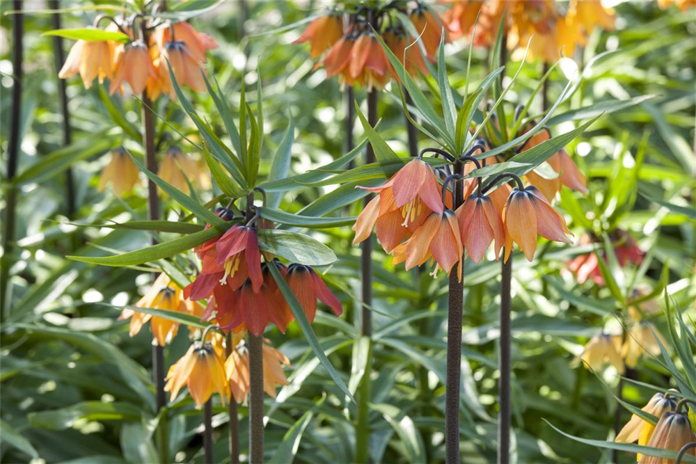 Kaiserkrone 'Rubra' - Blumenzwiebel