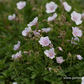 Geranium himalayense 'Derrick Cook'