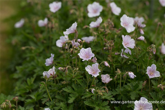 Geranium himalayense 'Derrick Cook'