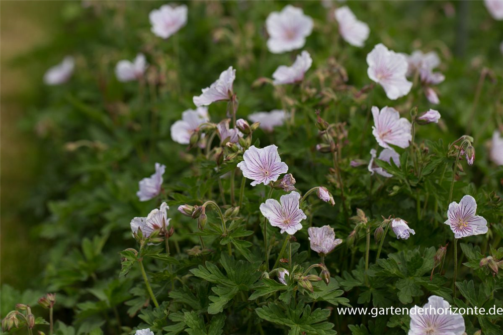 Geranium himalayense 'Derrick Cook'