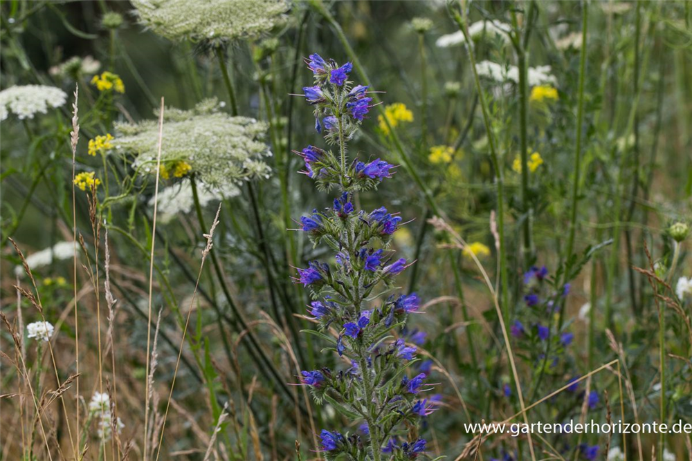 Gewöhnlicher Natternkopf